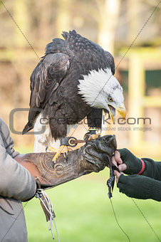 eagle in captivity