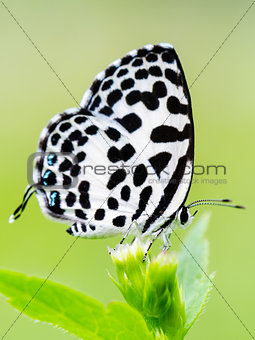 Close up small white butterfly ( Common Pierrot )