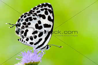 Close up small white butterfly ( Common Pierrot )