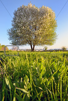  single tree in spring 