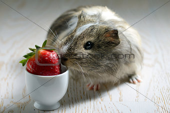  guinea pig eating