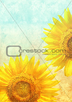 Texture of the old paper with sunflowers