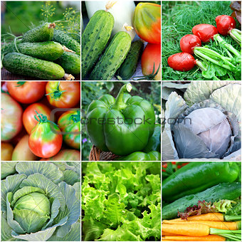 Healthy food background - collection with color vegetables