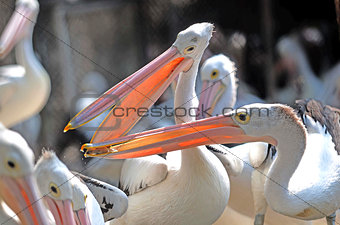 Pelicans fighting Indonesia