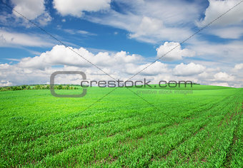 Green grass field and sky with clouds