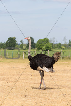 Ostrich on the pasture