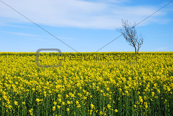 Solitude tree in a yellow field