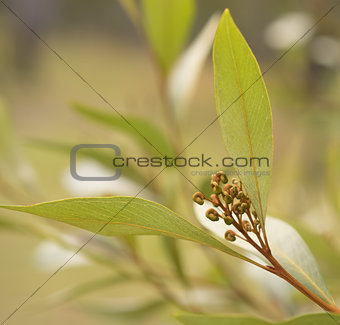 Australian wildflower Grevillea buds