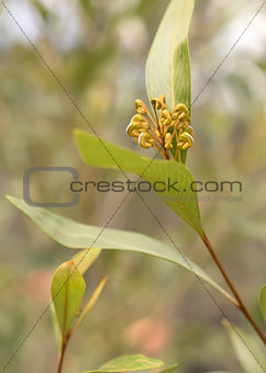 Australian native Grevillea flower buds