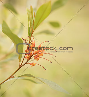 Australian native wildflower Grevillea spider flower