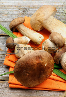 Boletus Mushrooms