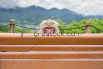 Monkey over bench