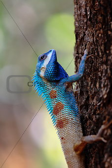 Blue head tree lizard,the local lizard of Thailand