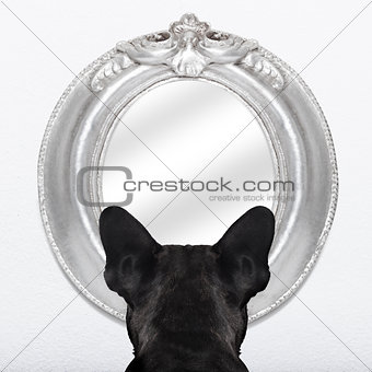 dog at the mirror