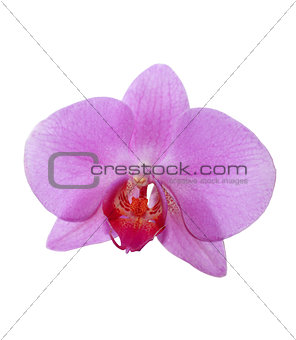 flower of pink orchid isolated