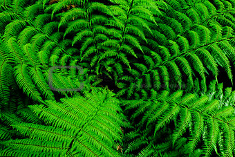 Center of fern tree in native bush, New Zealand