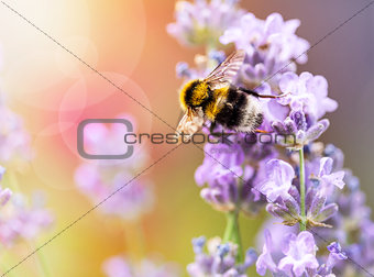 Summery flowers lavender with bee