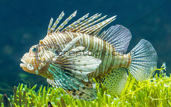 Pterois volitans, Lionfish