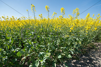 rapeseed crop closeup