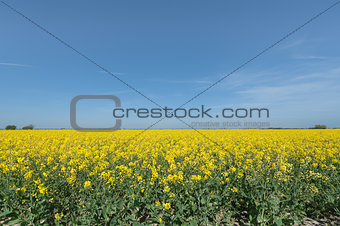 rapeseed crop