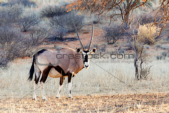 Gemsbok, Oryx gazella on sand dune