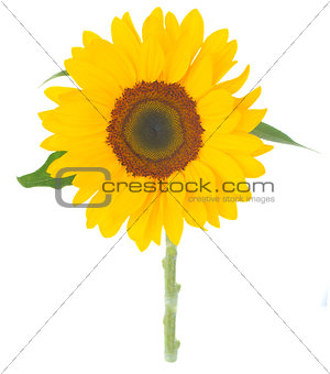 one bight sunflower