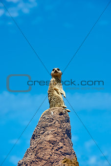 Meerkat on the look-out
