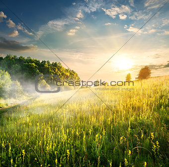 Morning over blossoming field