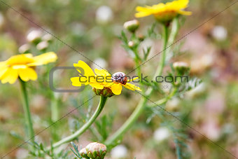 Yellow daisy and  snail on a flower.
