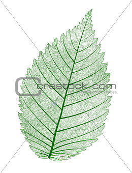 Vector leaf isolated.