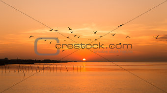 Seagulls fly together during the sunrise