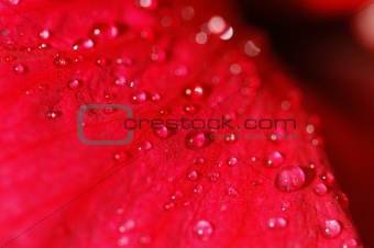 water droplet and hibiscus flower in the parks