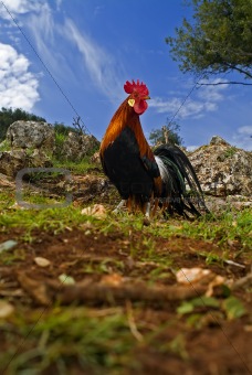 free range rooster in a field