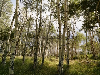 Aspen tree forest.