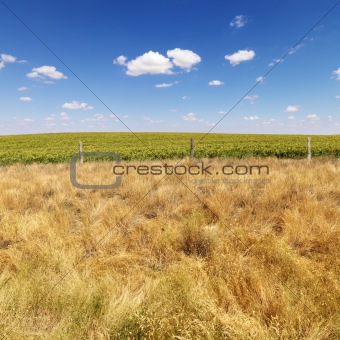 Rural field. 