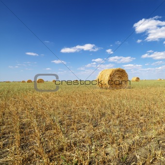 Hay bales in field.