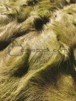 Wavy grass.