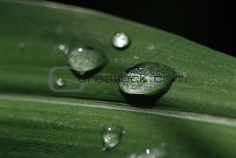 water droplet and leaf in the gardens
