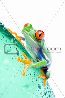 frog on bottle isolated white