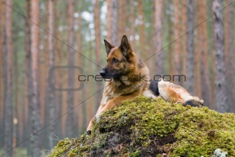 Germany Sheep-dog laying on the stone