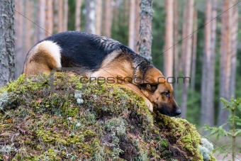 Germany Sheep-dog laying on the stone