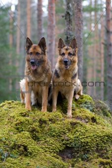 Two Germany shepherds sitting on the stone