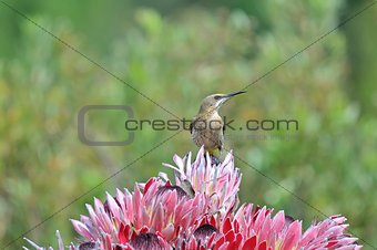 Cape sugarbird on protea flowers