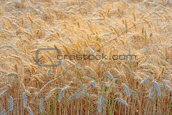 Golden Wheat field