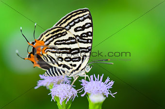 Club Silverline or Spindasis syama terana, white butterfly eatin