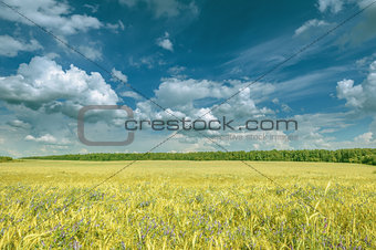 Field with flowers and rye.