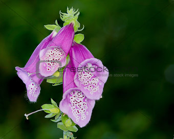Purple Bell Flowers Foxglove