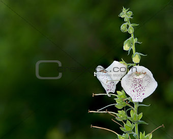 White Bell Flowers Foxglove