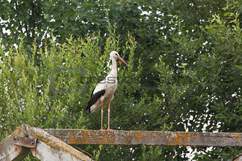 White stork stands on the feet