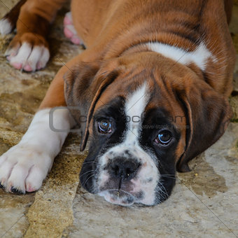 Look beautiful boxer puppy lying on the stone